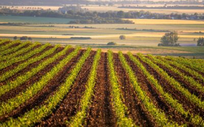 Delayed Planting Dates Prove to be a Greater Concern than Abiotic Stressors this Season