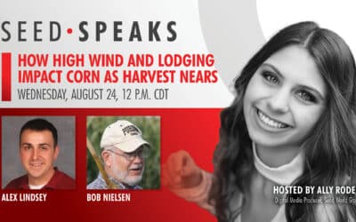 The Impacts of High Wind and Lodging on Corn