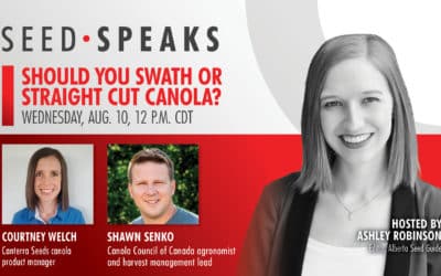 Should You Swath or Straight Cut Canola?