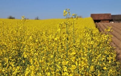 Alberta Farmers to Plant Less Canola Bucking National Trend