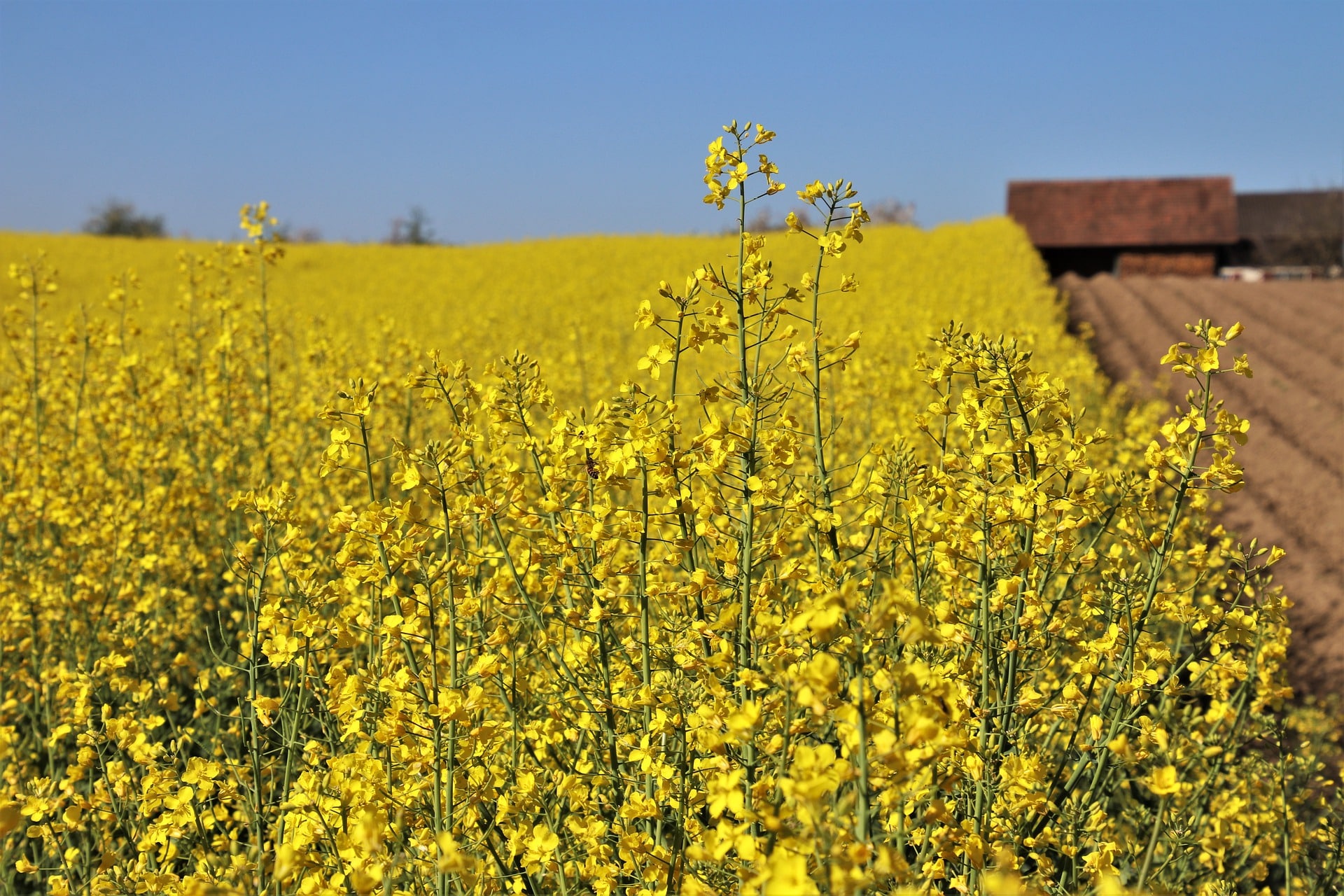 Yellow canola field