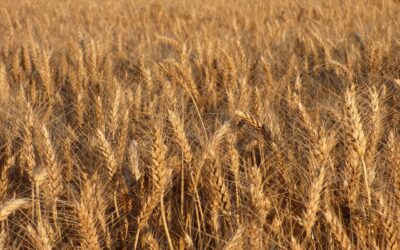 Why Canada’s Going to Need More FHB-Resistant Cereal Varieties