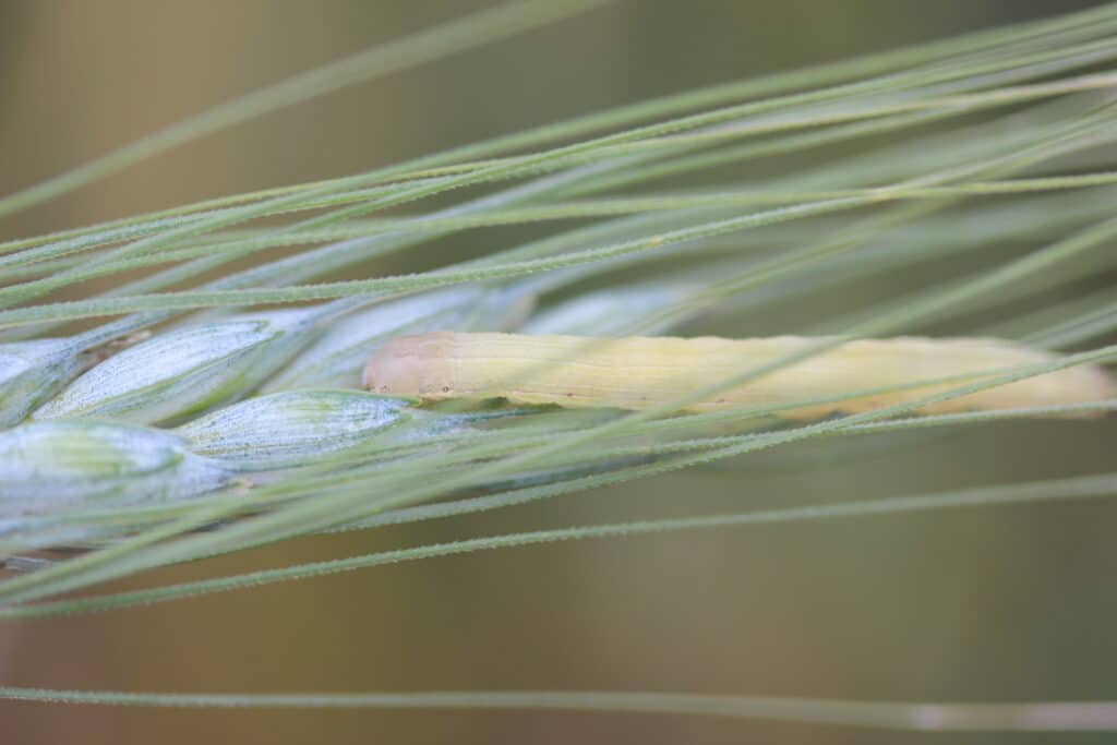 Wheat head armyworm on wheat