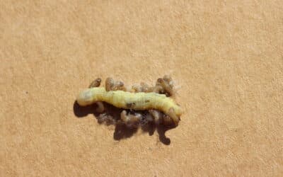 Wheat Head Armyworm a Sporadic, But Insidious Pest