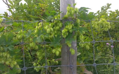 New Varieties in Store for Alberta Hops