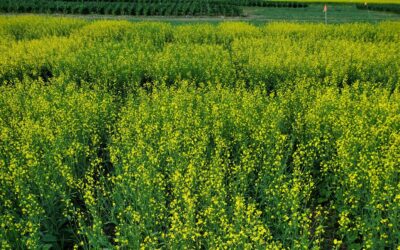 Western Canada Canola Performance Trials Ending