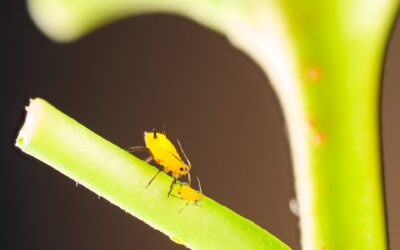 New Insecticide Available to Protect Pulse Crops Against Aphids