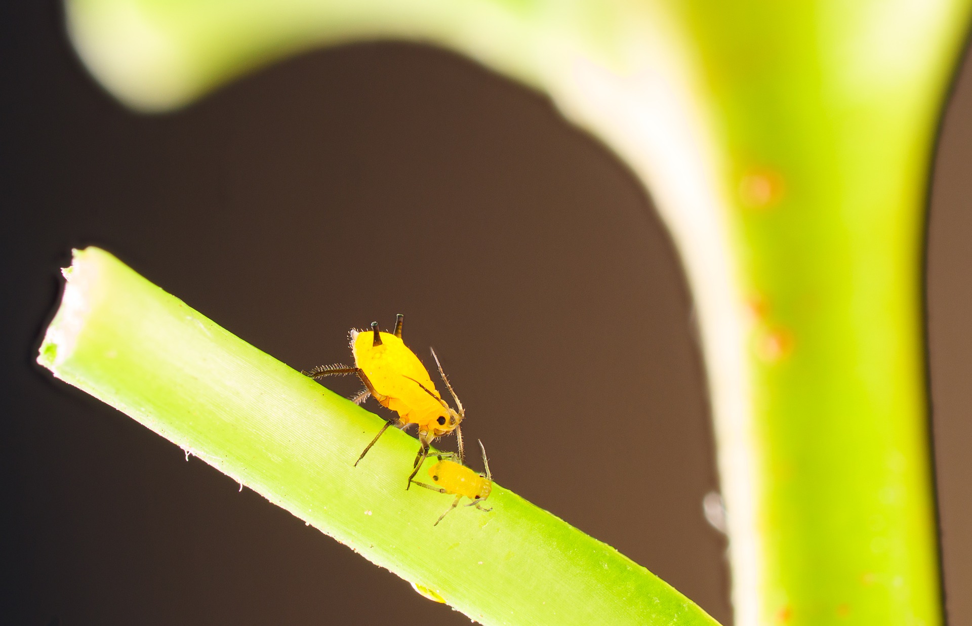 Aphid