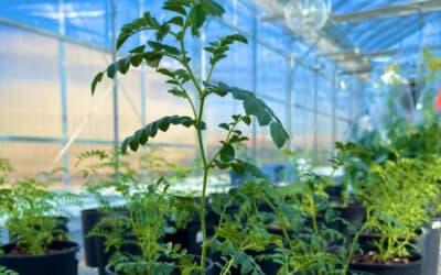 Never Stop Growing: How Our Greenhouse Elevates Agriculture and Product Testing to the Next Level