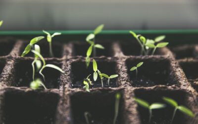 The Importance of Seed Banks to the Agriculture World