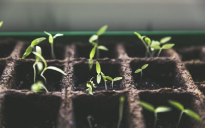 The Plant Breeding Toolbox of the Future