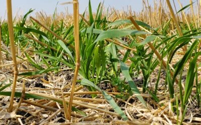 Cover Cropping on the Rise in Alberta 