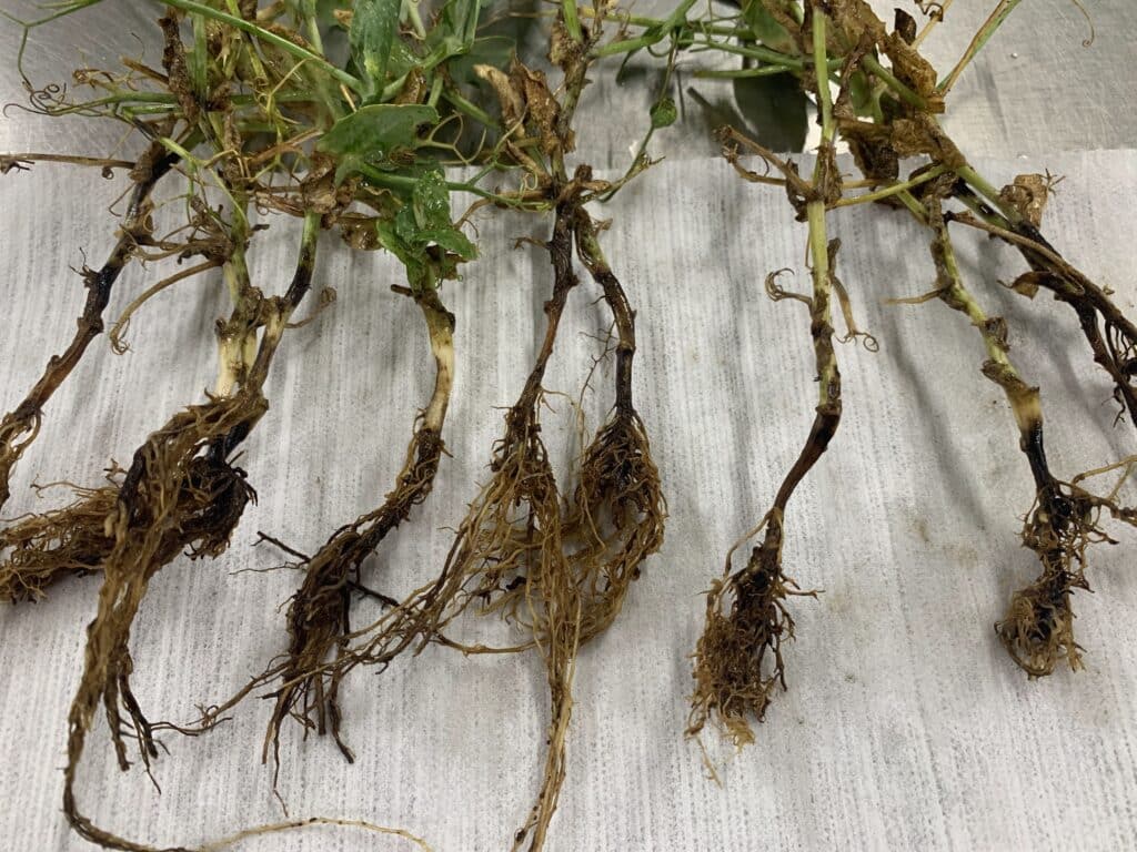 Root rot late