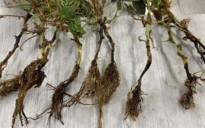 There are Promising Signs for Pea and Lentil Crops Amid Root Rot Concerns