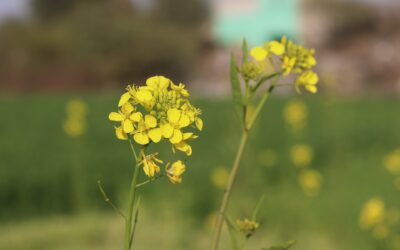 Commercial Launch of Optimum GLY Canola Announced by Corteva Agriscience