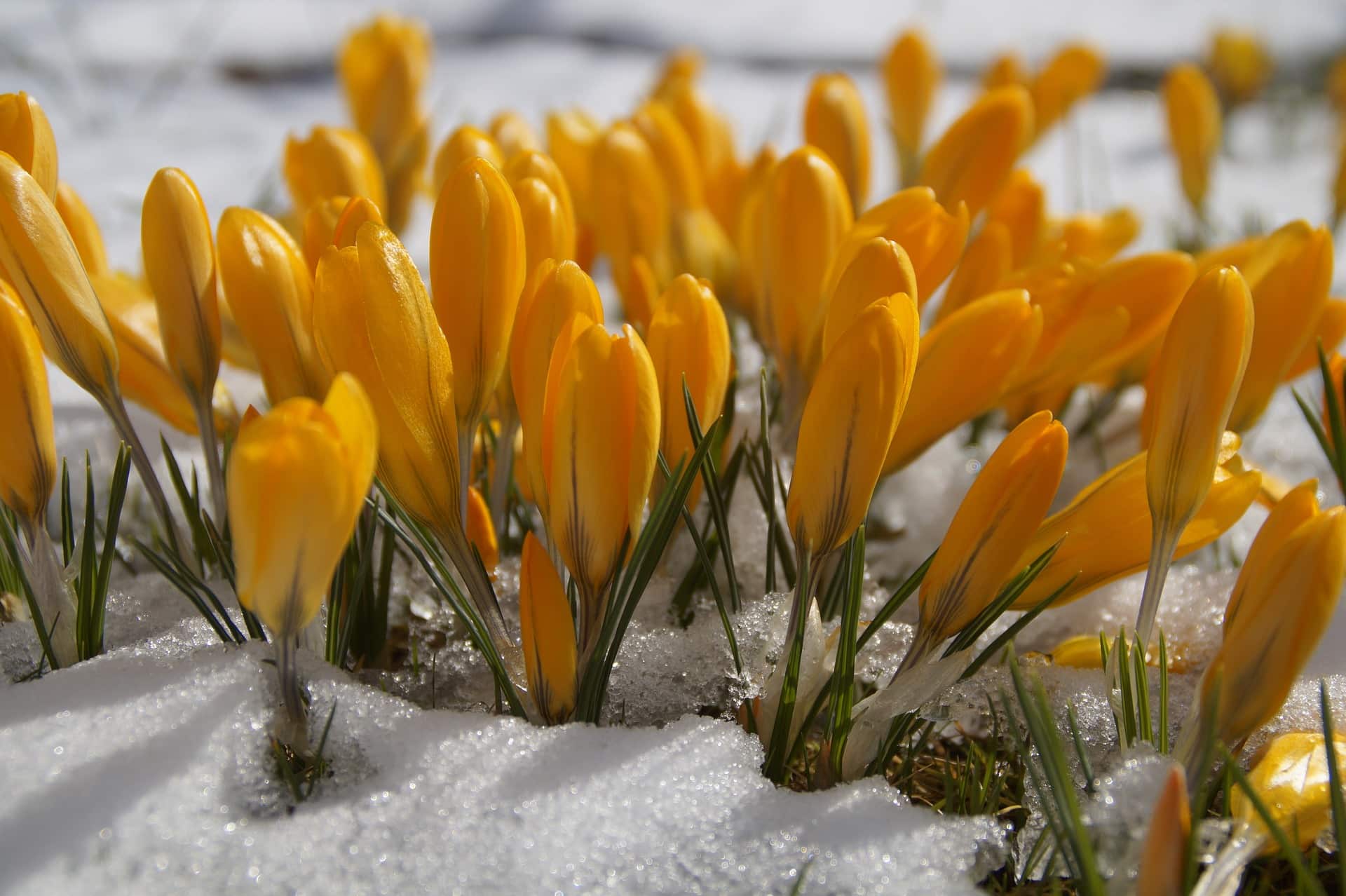 Flowers in snow