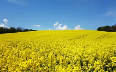 Researchers Close to Utilizing Rapeseed For Human Consumption