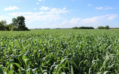 WGRF Receives $4 million from Feds for Agronomy Research
