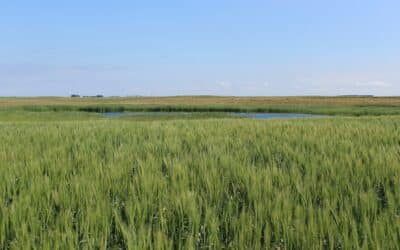 The First Cut the Deepest for Alberta Winter Wheat Agronomy Research