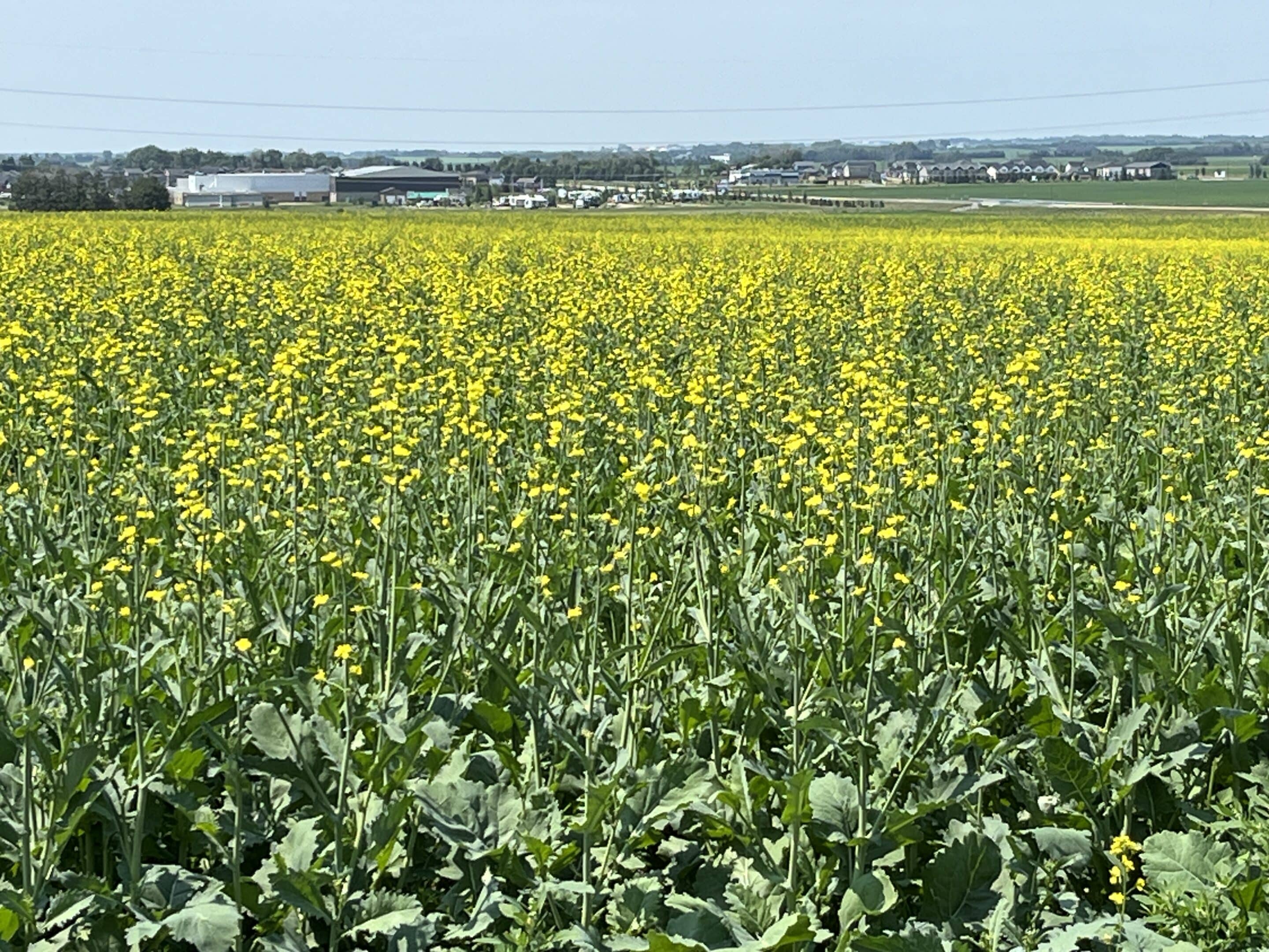 Alberta canola field