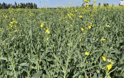 Chris Davison Hired as New Canola Council of Canada President