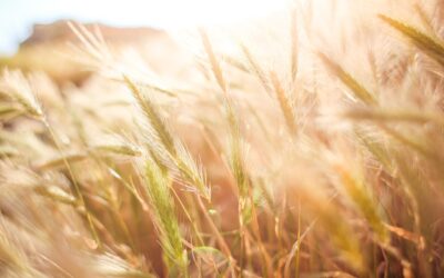 Future-Proofing Wheat Breeding in Canada: Stay Tuned for our CrossRoads Panel Discussion