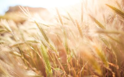 Nominations Open for Inaugural Alberta Grains Board