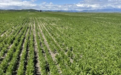 Yield10 Makes Strides on Weed Control for Camelina