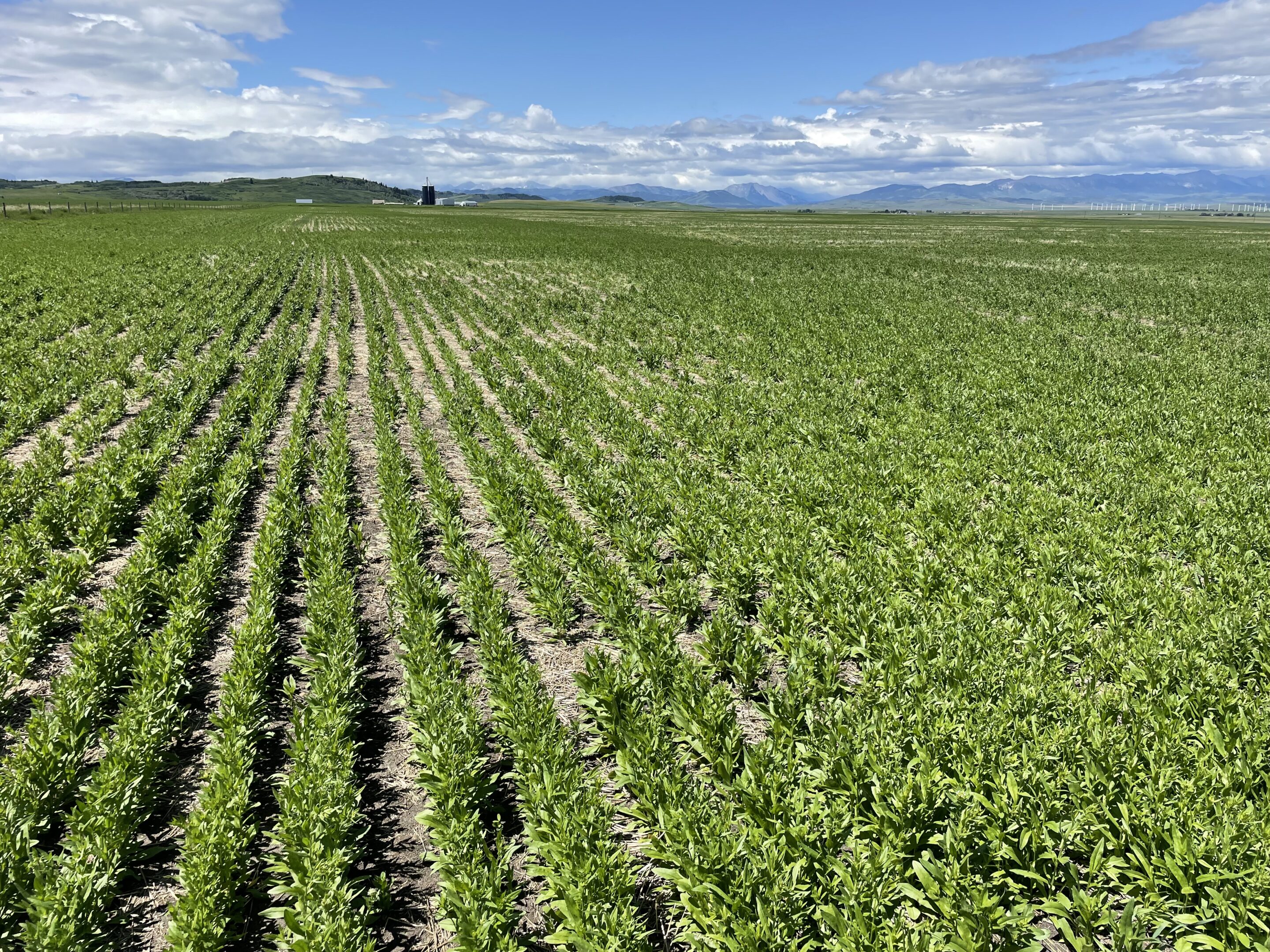 Camelina field