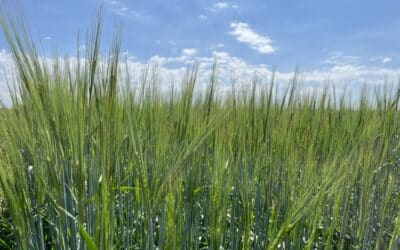 CMBTC Releases 2024 Recommended Malt Barley List