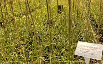 Tales of Growth and Innovation in Triticale Breeding