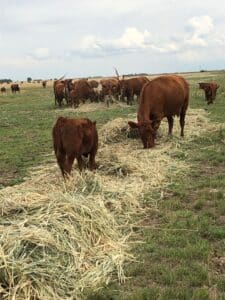 Triticale greenfeed for cattle