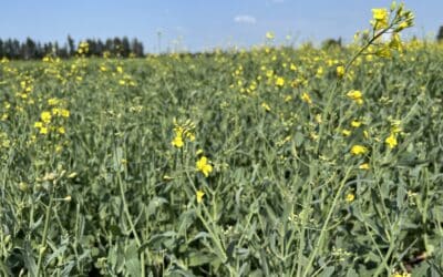 Does Wider Canola Row Spacing Optimize Returns… Or Risk Consequences?
