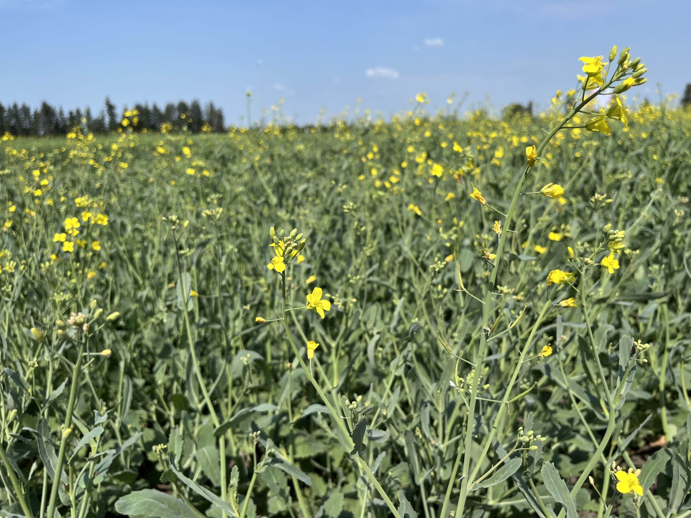 Canola flowers