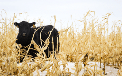 How to Feed More Cattle from your Unique Acres