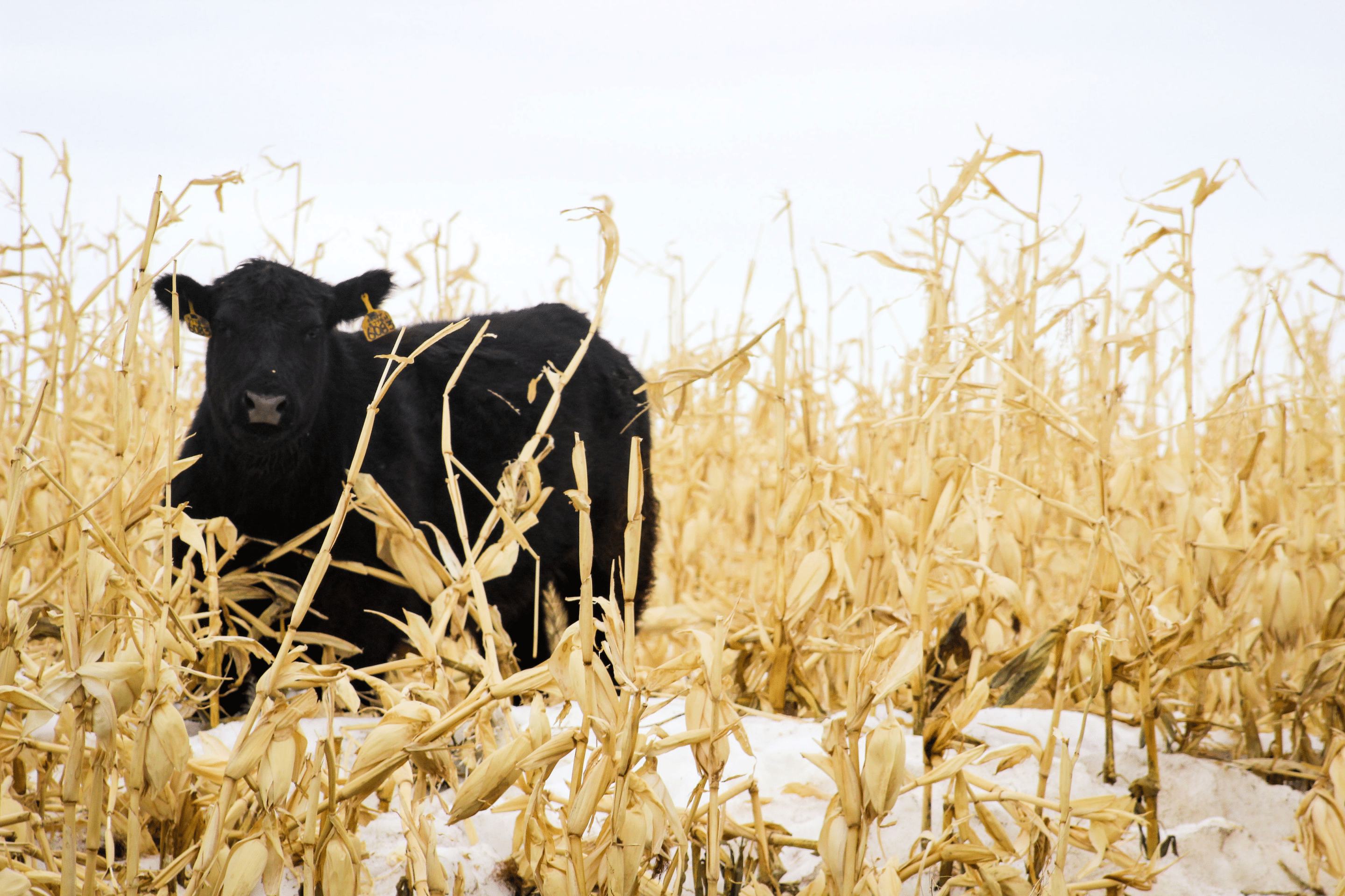 A cow grazing Maizex corn