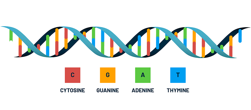 DNA