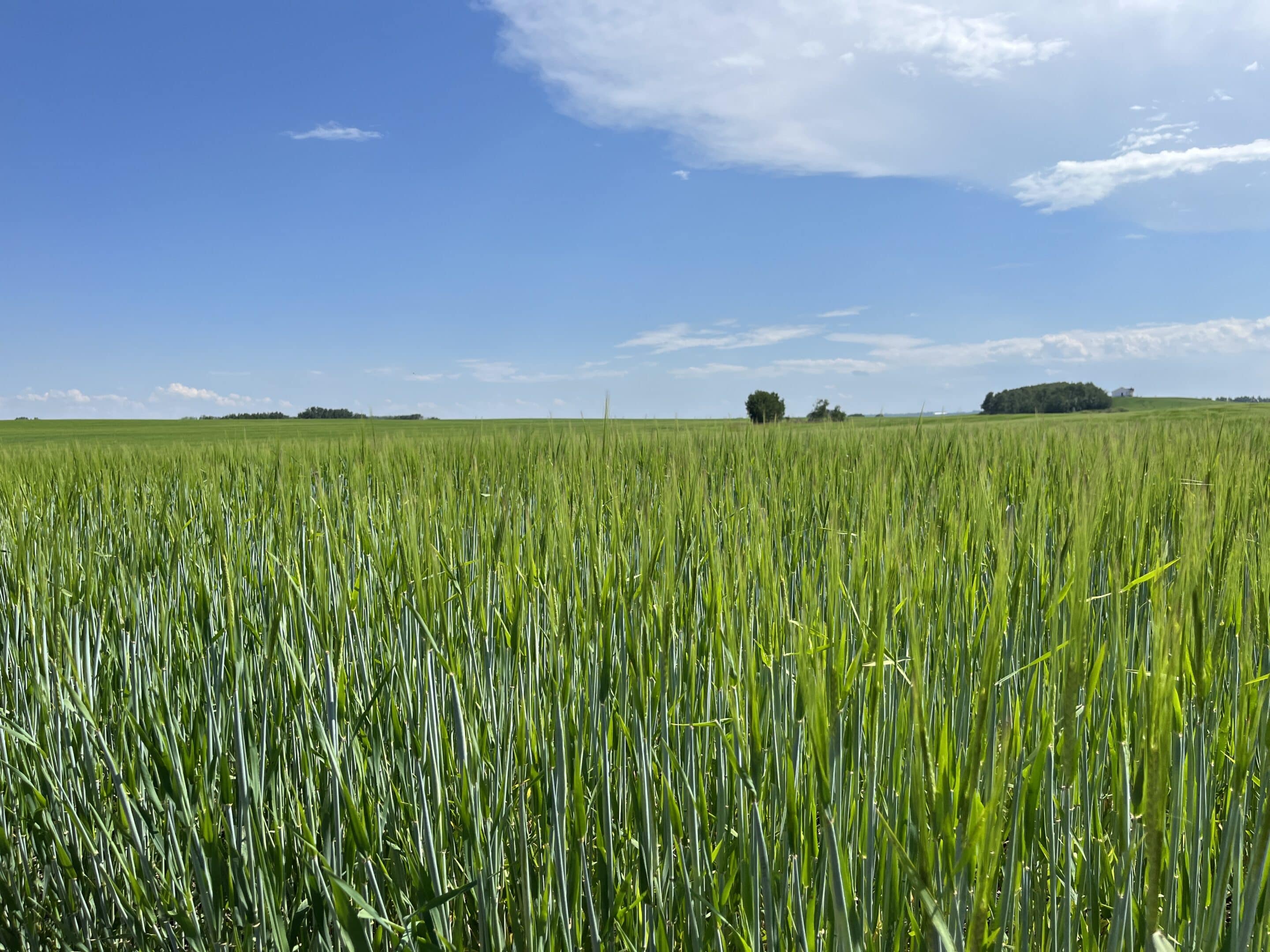 Barley crop