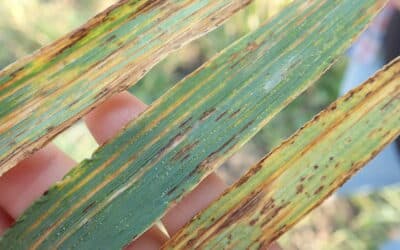 Bacterial Leaf Streak — An Increasing Problem in Alberta