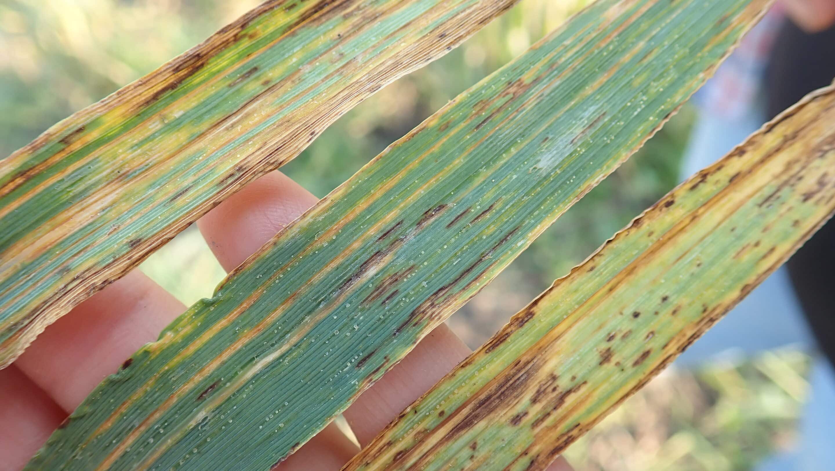 Bacterial leaf streak infected barley