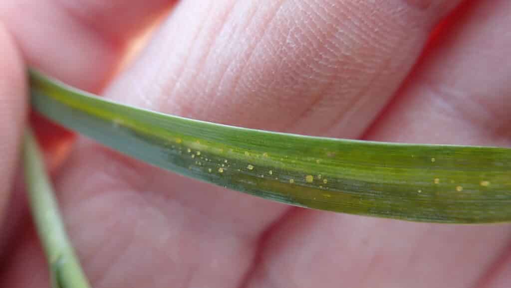 Barley bacterial leaf streak ooze