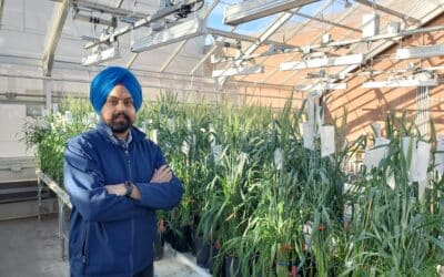 Harwinder Sidhu is the Well-Rounded Plant Breeder