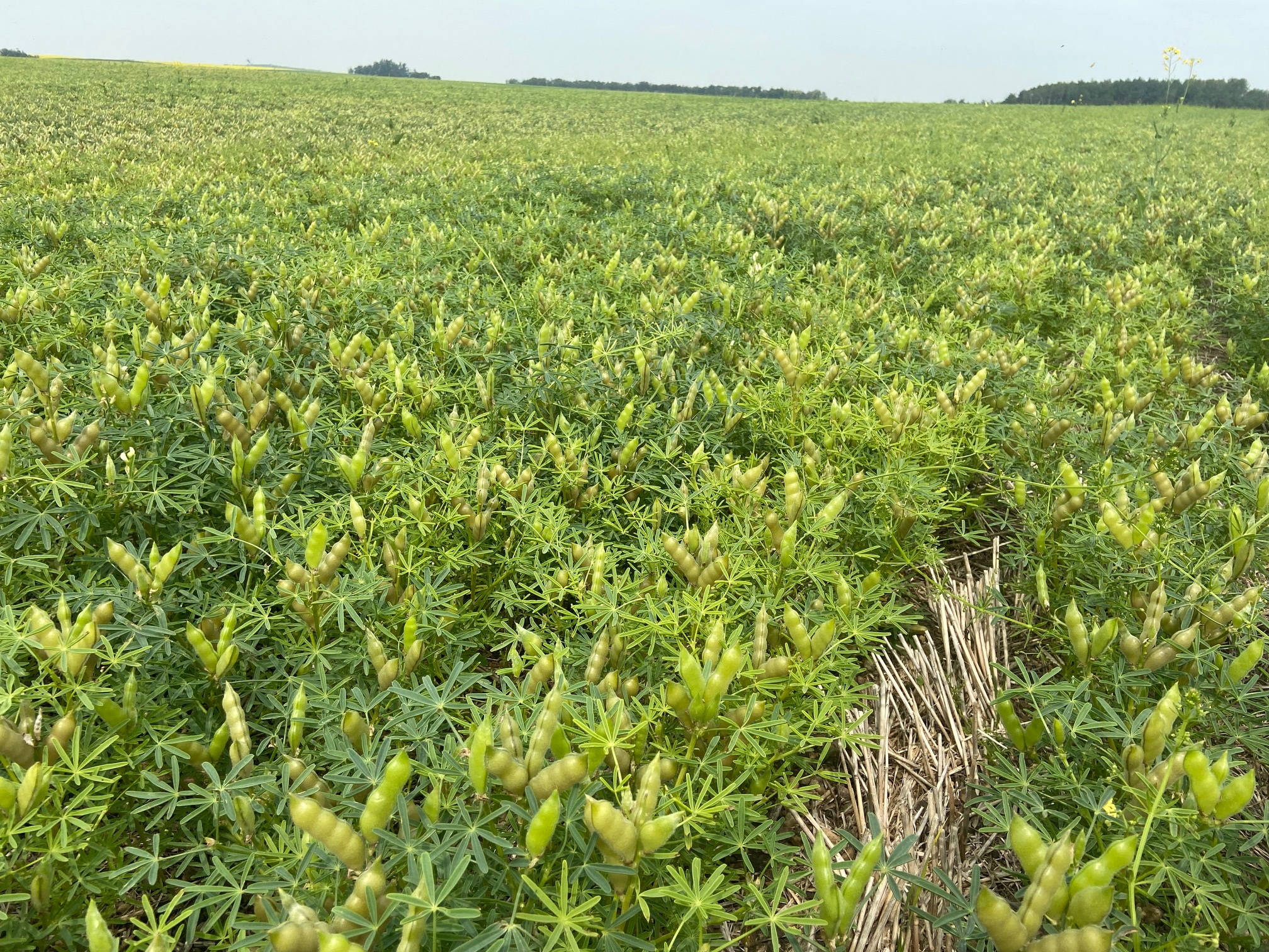 Lupin field