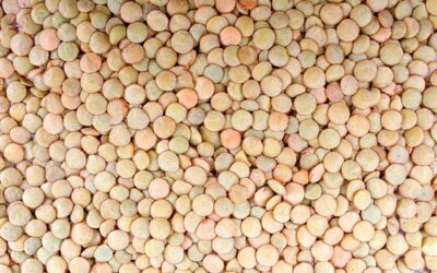 AI Project to Address Lentil Growing Challenges Announced