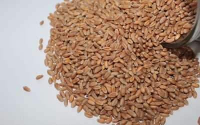 Interpreting Resistance to Sprouting in Wheat