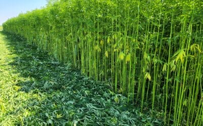 First Hemp Variety Trials Happen in Alberta