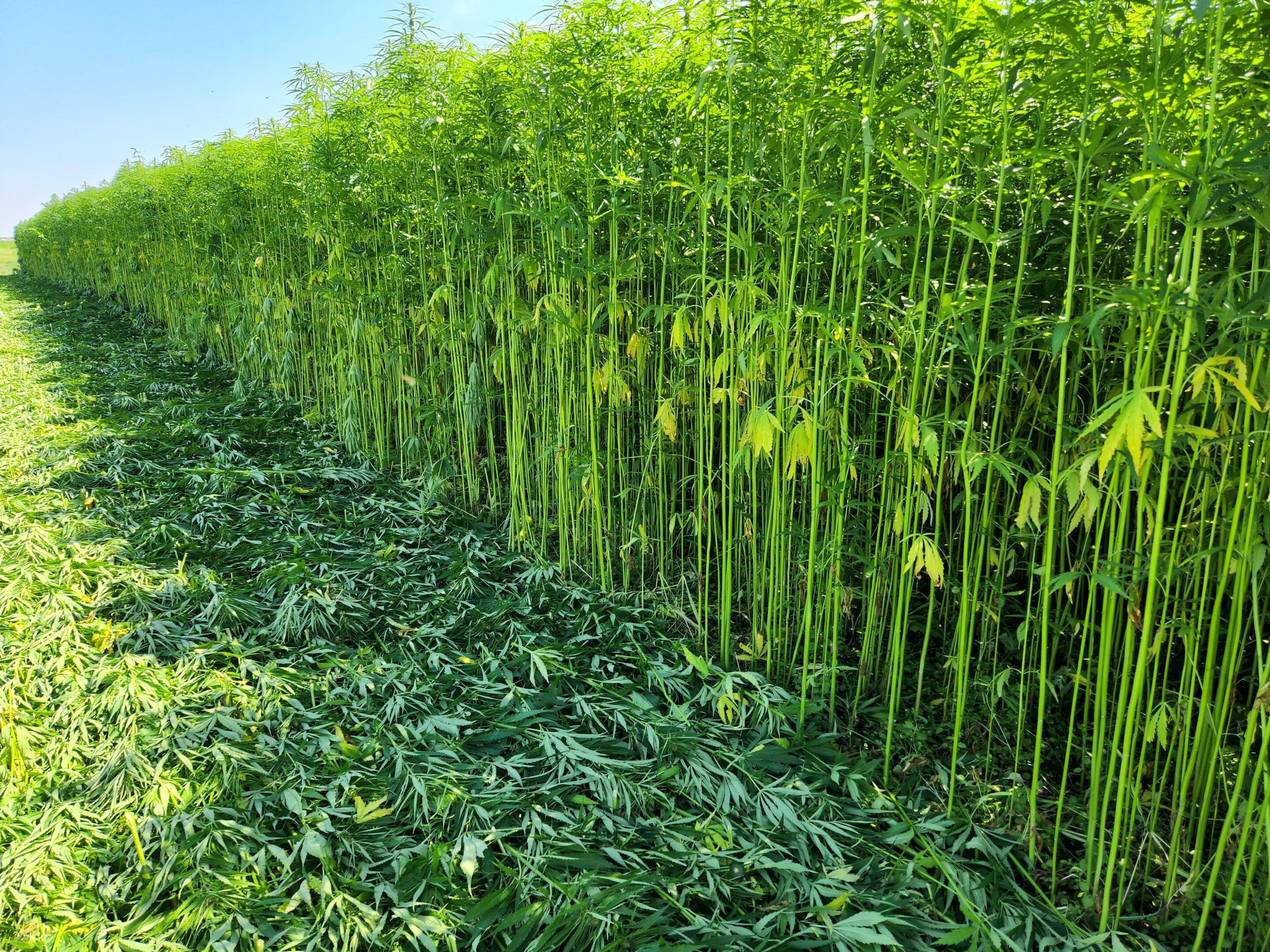 Hemp field