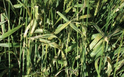 Newer Cereal Crop Diseases on the Rise for 2024