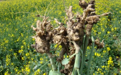 In 2024, Canola Disease Threats are Lurking in the Soil