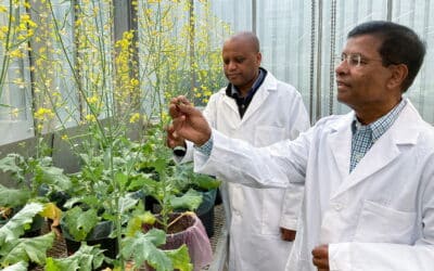 New Canola Research Aims to Boost Yield, Profitability